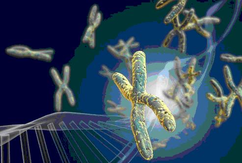 Mô hình tách riêng các telomeres ra khỏi chuỗi AND